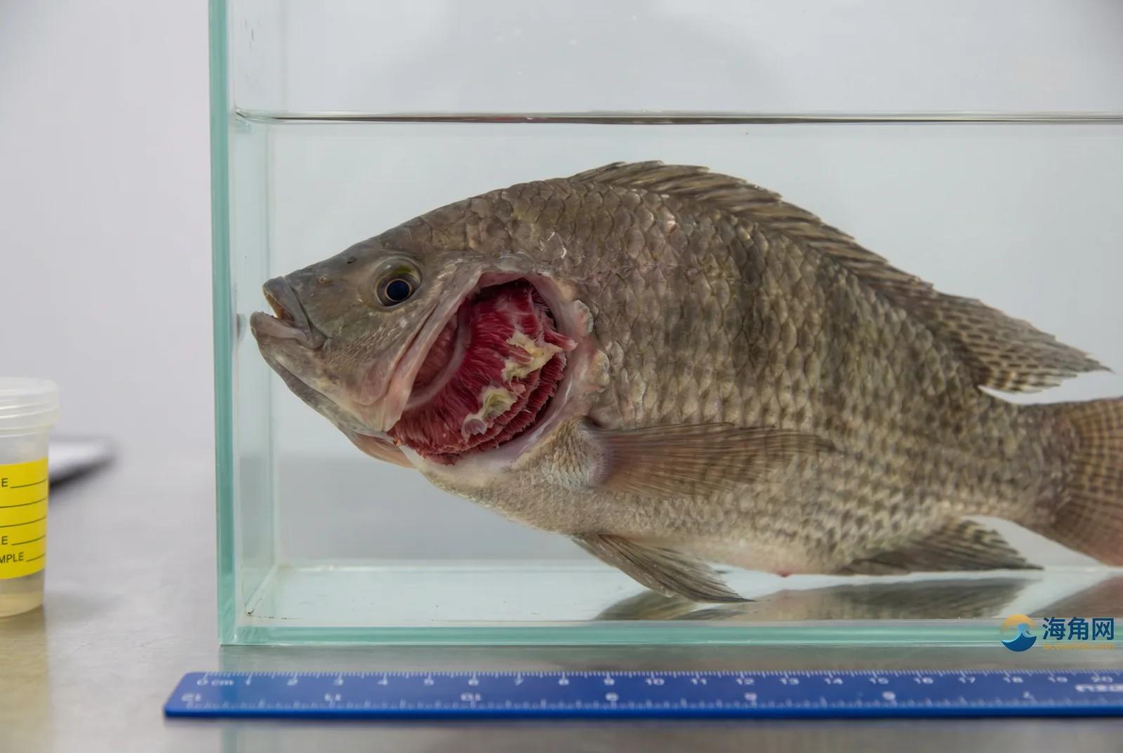 烂鳃病诊断与防治 - 51黑料